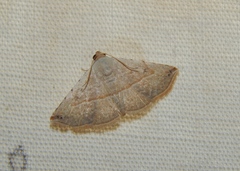 Eublemma gayneri