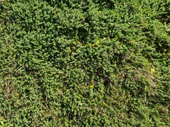 Pimelea carnosa