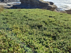 Pimelea carnosa