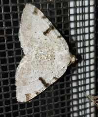 Macaria subcessaria
