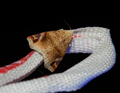 Eublemma apicimacula