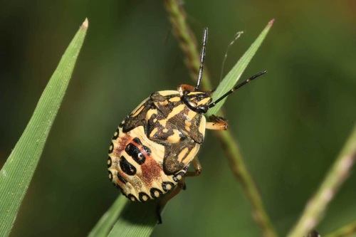 Rausvasparnė skydblakė nuotrauka