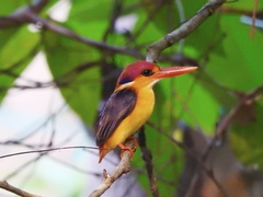 Oriental Dwarf Kingfisher photo 2
