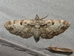 Eupithecia mutata