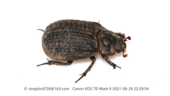 Trox scaber