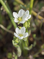 Sabulina californica