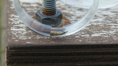 Chrysocrambus dentuellus