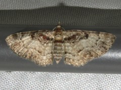 Eupithecia mutata