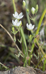 Sabulina californica