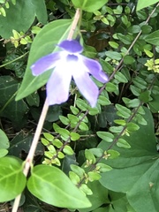 Vinca difformis