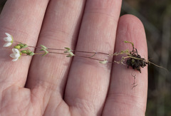 Sabulina californica