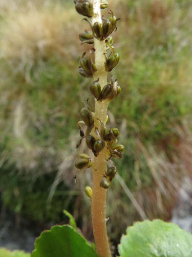 Gunnera densiflora, photograph 6