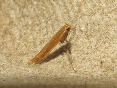 Caloptilia invariabilis