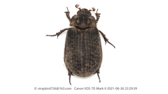 Trox scaber