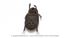 Trox scaber