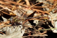 Phanogomphus minutus