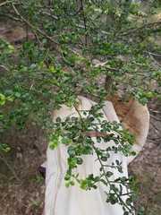 Everistia vacciniifolia