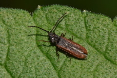 Omalisus fontisbellaquei