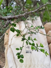 Everistia vacciniifolia