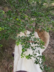 Everistia vacciniifolia
