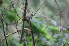 Sylvia atricapilla