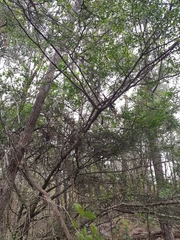 Everistia vacciniifolia