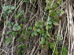 Gingidia trifoliolata