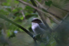 Aegithalos caudatus