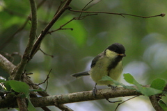 Parus major