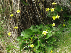 Ranunculus insignis