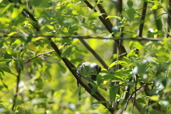 Cyanistes caeruleus