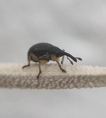 Pseudapion rufirostre