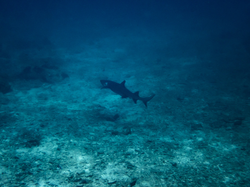 Whitetip Reef Shark