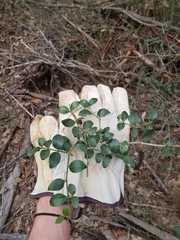 Psydrax odorata buxifolia