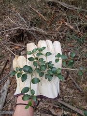 Psydrax odorata buxifolia