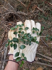 Psydrax odorata buxifolia