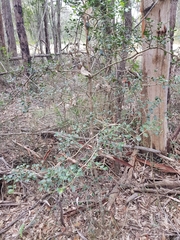 Psydrax odorata buxifolia