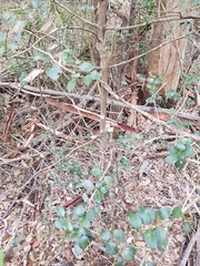 Psydrax odorata buxifolia