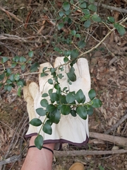 Psydrax odorata buxifolia