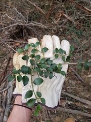 Psydrax odorata buxifolia