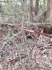 Psydrax odorata buxifolia