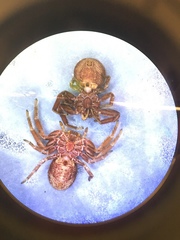 Xysticus desidiosus