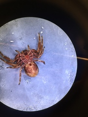 Xysticus desidiosus