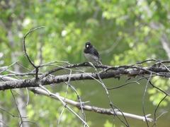 Junco hyemalis image