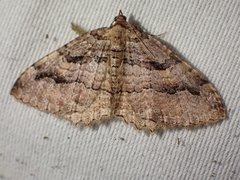 Triphosa
