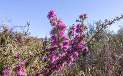 Melaleuca scabra