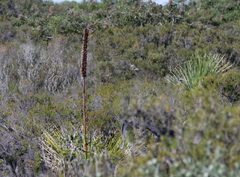 Xanthorrhoea platyphylla
