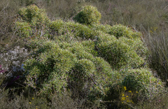 Hakea corymbosa