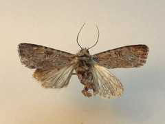 Apterogenum ypsillon