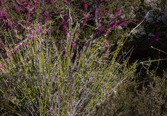 Mesomelaena tetragona